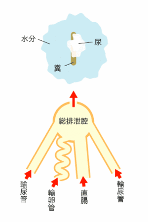 f:id:blanccasse:20060831165315g:image:w250