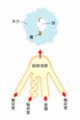 総排泄腔イメージ図
