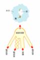 総排泄腔イメージ図