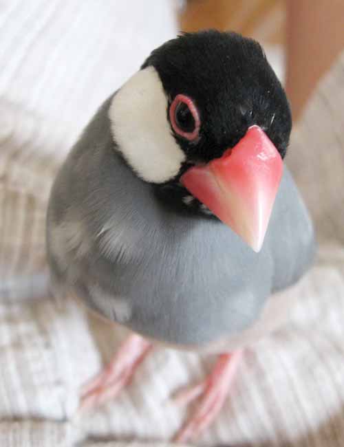 f:id:blanccasse:20060901171914j:image:h250