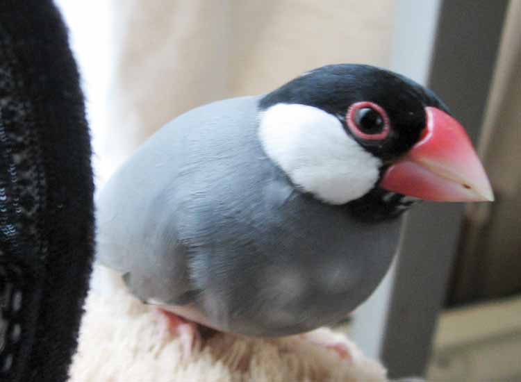 f:id:blanccasse:20060901172017j:image:w300