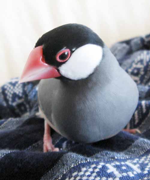 f:id:blanccasse:20060901172127j:image:h250