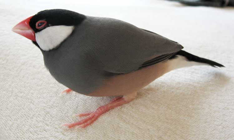 f:id:blanccasse:20060901172224j:image:w300