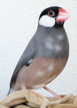 f:id:blanccasse:20061014003248j:image:w200