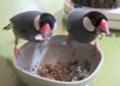 [レティと朱華]欲張り文鳥。レティ（右）朱華（左）