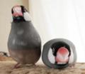 [レティと朱華]ロケット文鳥正面から（レティ・右／朱華・左）