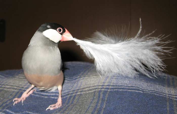 f:id:blanccasse:20061230163036j:image:w250