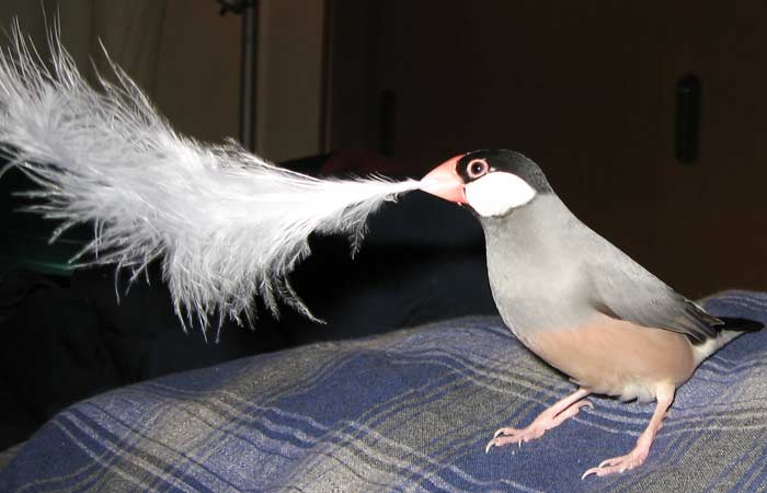 f:id:blanccasse:20061230163124j:image:w250