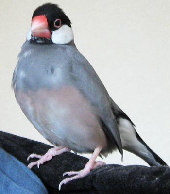 f:id:blanccasse:20061230163305j:image:w200