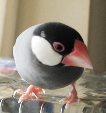 f:id:blanccasse:20070117005551j:image:w200