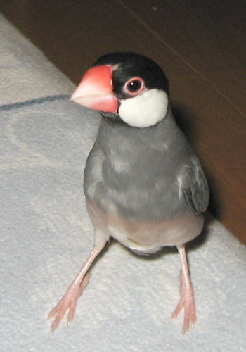 f:id:blanccasse:20070117005643j:image:w200