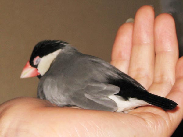 f:id:blanccasse:20070125122906j:image:w250