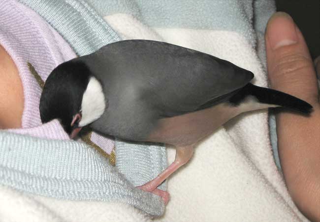 f:id:blanccasse:20070125123043j:image:w250
