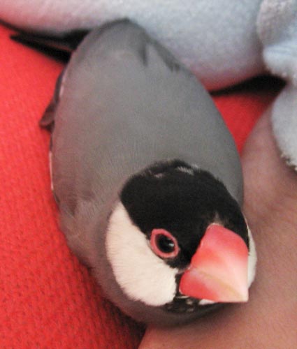 f:id:blanccasse:20070129112909j:image:w250