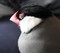 寝顔は可愛いのになぁ（レティ）