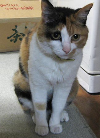 遠巻きに見詰める（風）