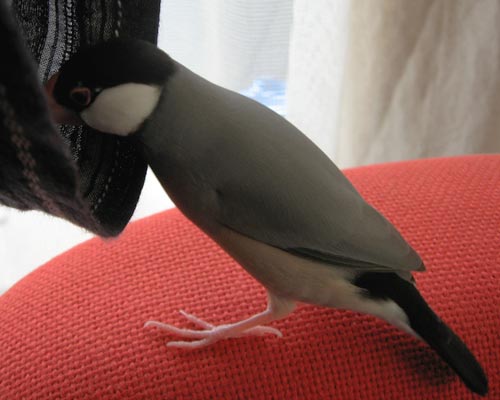 f:id:blanccasse:20070706181159j:image:w250