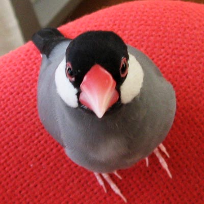 f:id:blanccasse:20070706181511j:image:w250