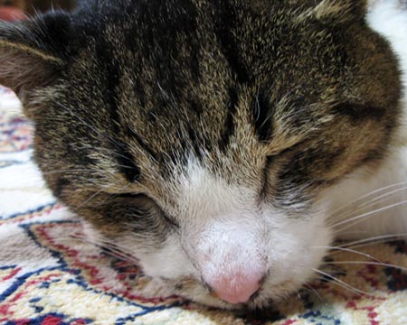 すやすやと眠る海松