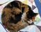 猫団子（風）