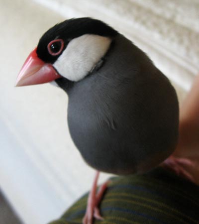 f:id:blanccasse:20071208200501j:image:w250