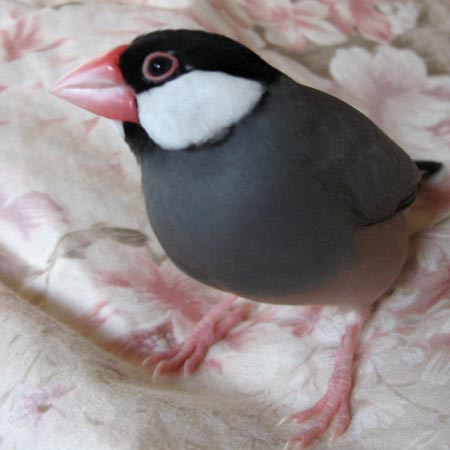 ふーーーん（レティ）
