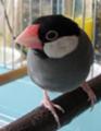 [朱華]水浴びした方がいいかな？（朱華）