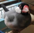 [朱華]でも閉めないでね？（朱華）