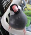 [朱華]何とかならなかったの？（朱華）
