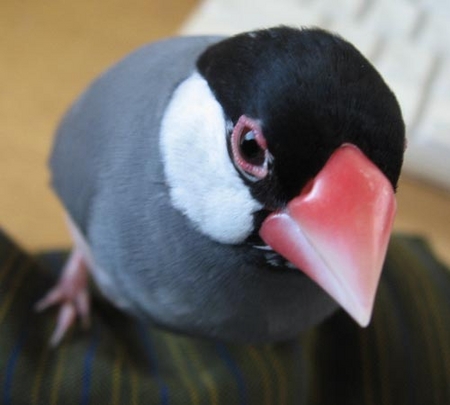 f:id:blanccasse:20080810190346j:image:w250