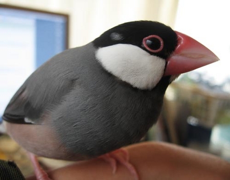 f:id:blanccasse:20080810190349j:image:w250