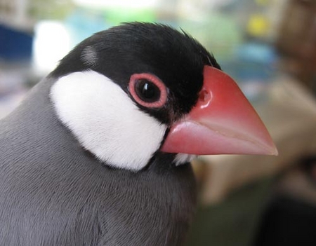 f:id:blanccasse:20080810191435j:image:w250
