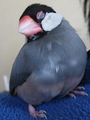 20080810195232