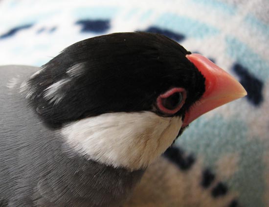 f:id:blanccasse:20090211193901j:image:w250