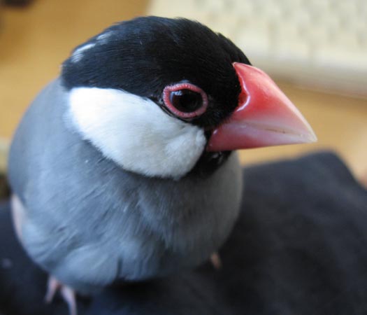 f:id:blanccasse:20090211193902j:image:w250