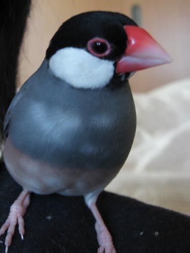 f:id:blanccasse:20090211193903j:image:w250