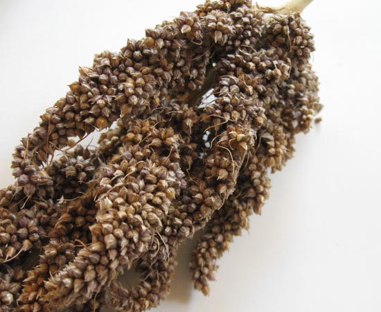 f:id:blanccasse:20090215150120j:image:w250