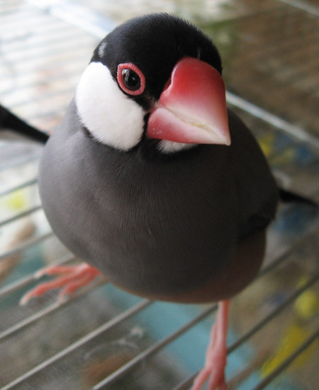 f:id:blanccasse:20090222184720j:image:w250