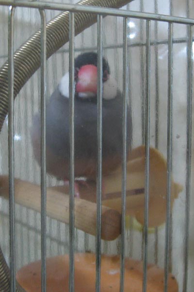f:id:blanccasse:20090222184741j:image:w250
