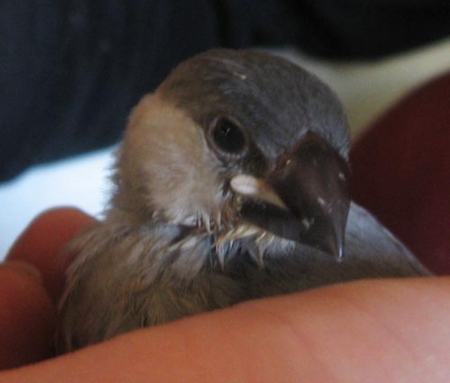 f:id:blanccasse:20100117174349j:image:w250