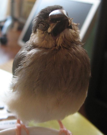 f:id:blanccasse:20100117174653j:image:w250