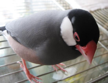 f:id:blanccasse:20100117175933j:image:w250