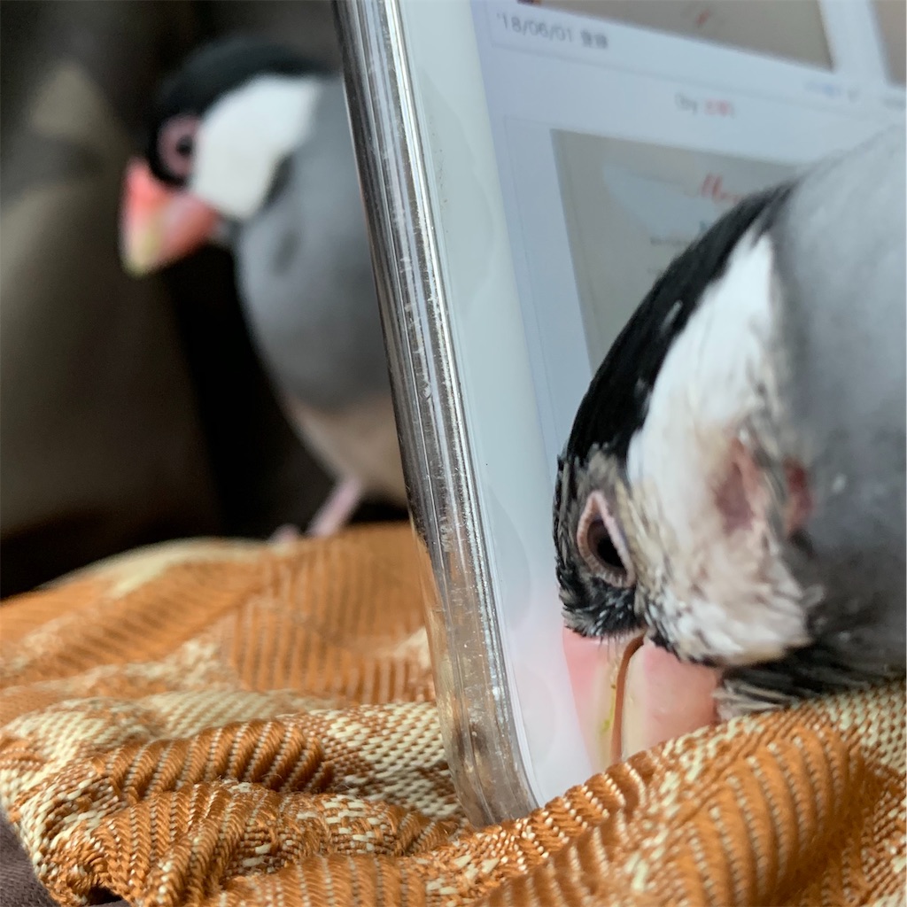 f:id:blanccasse:20190302142322j:image