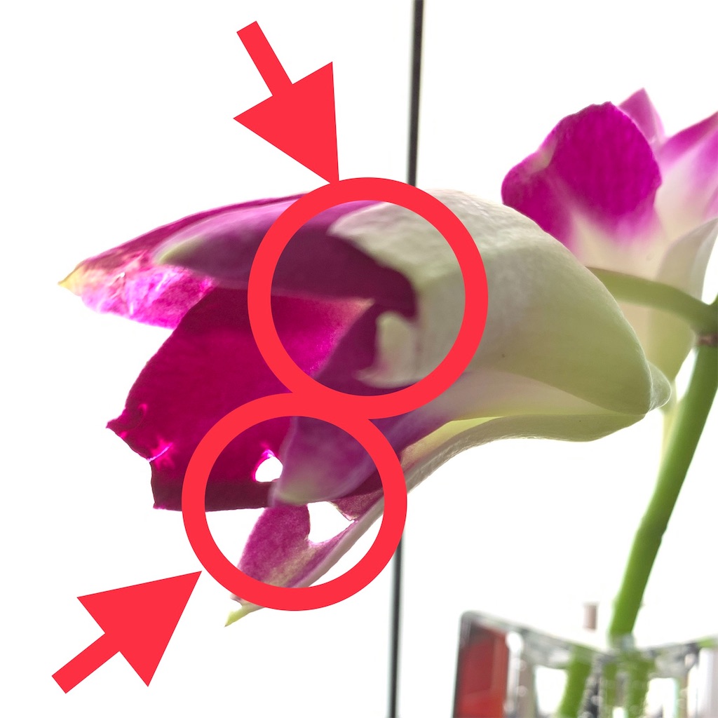 f:id:blanccasse:20190302142856j:image
