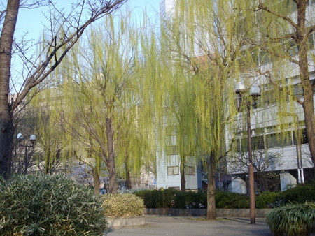 f:id:blepharisma:20080327162713j:image