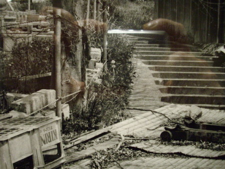 f:id:blepharisma:20080629000315j:image