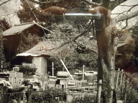 f:id:blepharisma:20080629000321j:image