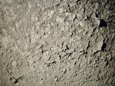 f:id:blepharisma:20080629001048j:image