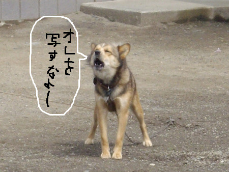 f:id:blepharisma:20080718153827j:image