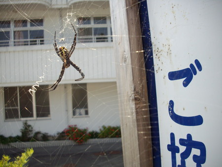 f:id:blepharisma:20080803211020j:image